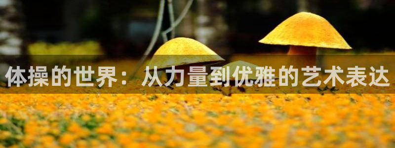 MK体育官方正版app娱乐首页官网下载：体操的世界：