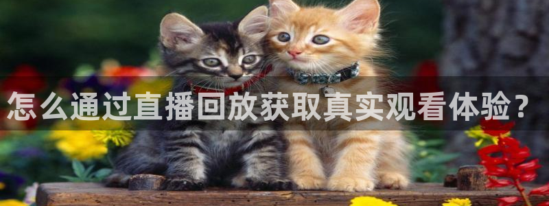 360看球直播在线直播：怎么通过直播回放获取真实观看体验？